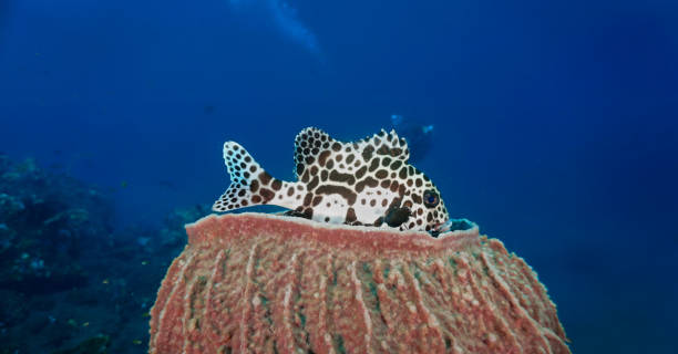 istock Harlequine sweetlip fish at a coral reef 2173443728