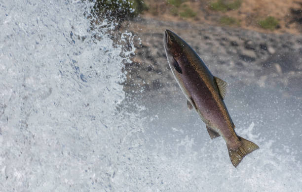 istock Wild Steelhead Trout 2173444084