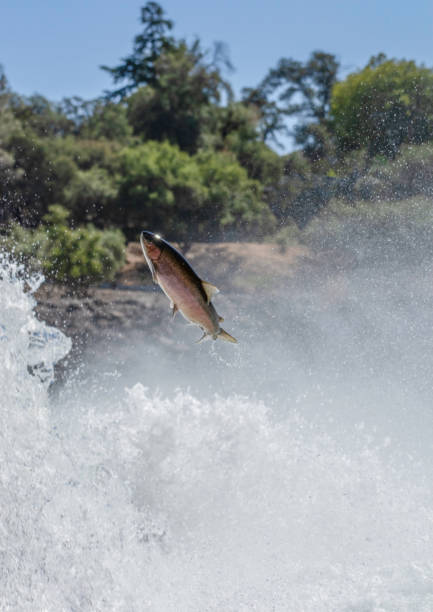 istock Jumping Steelhead Trout 2173444089