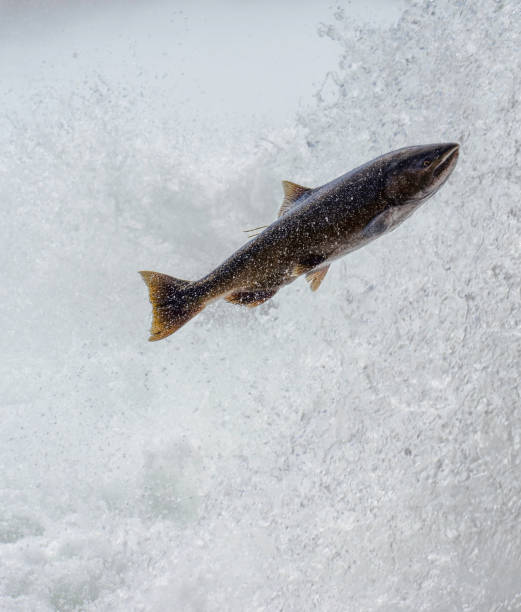 istock Close Up of a Pacific Chinook Salmon 2173444092