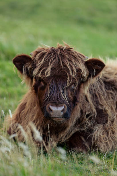 istock Portrait of single highland cattle 2173445458