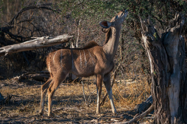 istock Female kudu antelope eating leaves 2173448968