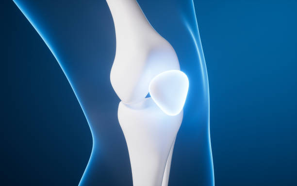 istock Leg bone in the transparent human body, 3d rendering. 2173451195