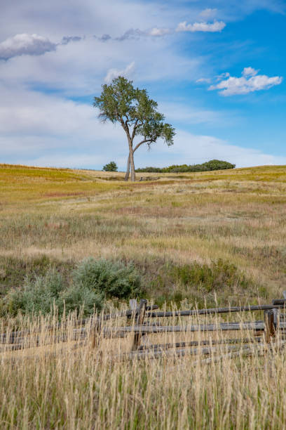 Lone tree on open space land previously a ranch in the Rocky Mountains with hills, creeks and sandstone formations near Colorado Springs, Castle Rock, and Denver Colorado. This is western USA of North America.