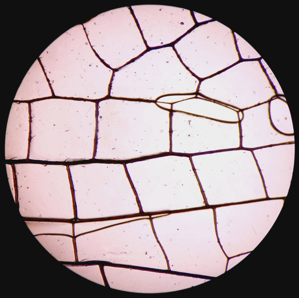 Microscopic image of dog stomach cardiac region
