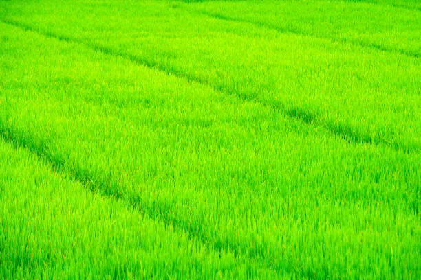 A vibrant and lush green rice field stretches across the landscape, showcasing the beauty of agriculture and the richness of nature in farming environments.