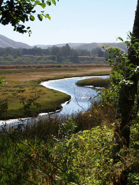 istock Small Stream Winding Through Wetlands Point Reyes California 2173466584
