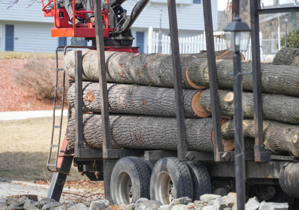 istock truck loaded with removed tree in residential district 2173468905