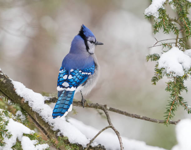 istock blue jay standing on the tree branch in spring 2173469322