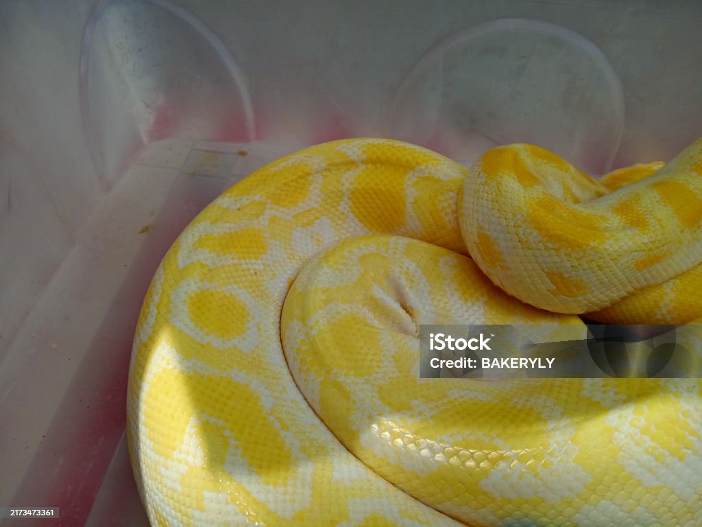 Yellow Snake With White Spots On A White Background Python Reticulatus ...