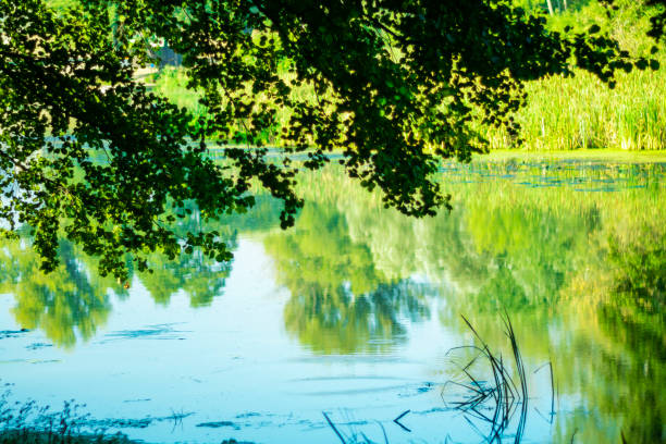 Silhouette of tree foliage against the background of a small river in early autumn.