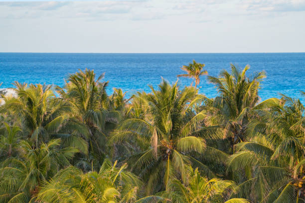 istock coconut tree forest near Caribbean sea 2173474614