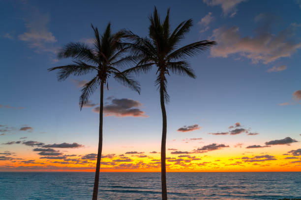 coconut tree silhouette with sunrise sea