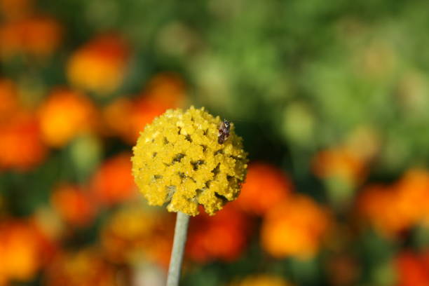 Backgrounds, Nature, Blossom, No People, Flower, Summer, Springtime, Plant, Petal, Botany, Season, Beauty, Meadow, Freshness, Sunlight, Beauty In Nature, Agricultural Field, Bright, Environment, Flower Head, Leaf, Growth, Idyllic, Sky, Abstract, Scenics - Nature, Sunny, Image, Flowerbed, In Bloom, Close-up, beautiful, flower, garden, green,