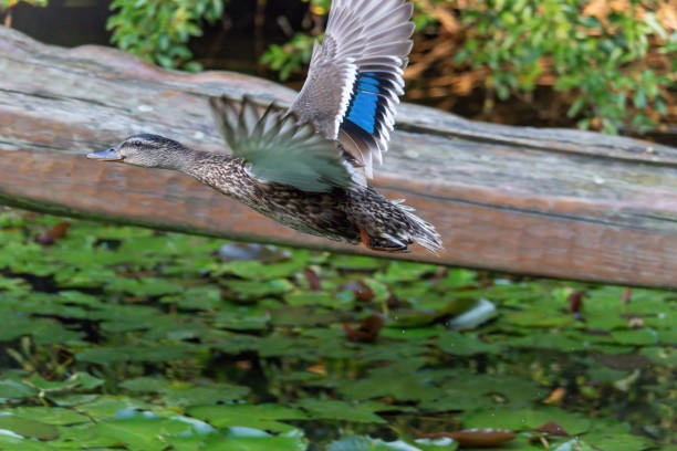 A duck is flying over a pond with green leaves. The duck is in the air and has its head up