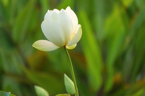 A white flower is standing in a green field. The flower is the main focus of the image, and it is the most beautiful and vibrant part of the scene
