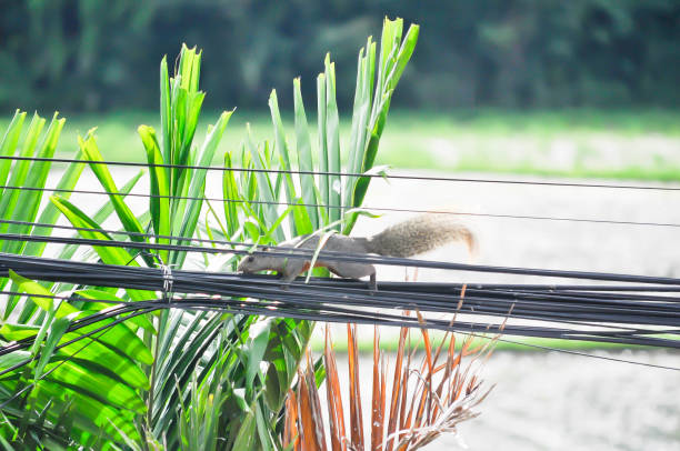 A very fast five stripped squirrel climbing on a coconut tree
