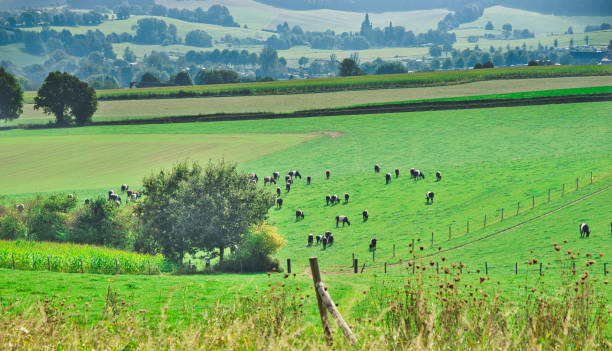 istock Cows grazing in Dutch meadows 2173481708