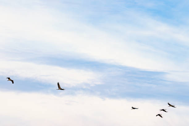 Flock of Cranes flying on the sky