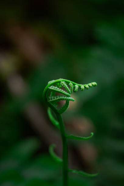istock Diplazium, green leaf vegetable 2173482277