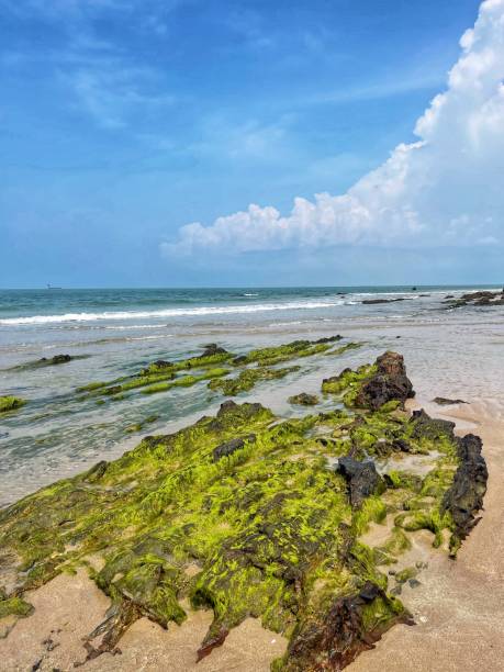 istock Wonderful green moss nature at the ocean during low tide 2173484248