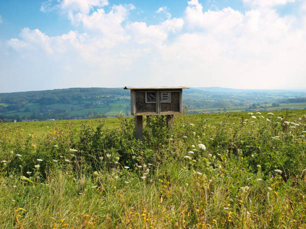 istock Bee hotel in the dutch meadows 2173484749