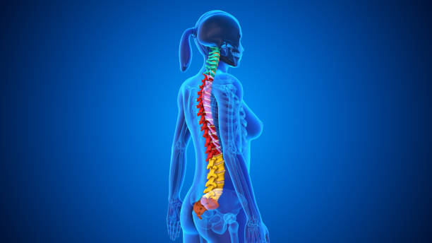 istock Spinal Cord Vertebral Column of Human Skeleton System 2173485513