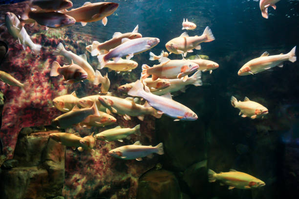 istock A school of fish in an aquarium. 2173486483