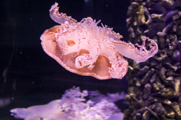 istock A swimming pink jellyfish Cassiopeia. 2173486497
