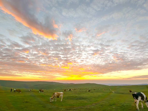 istock Serene Sunset Over Grazing Cattle on Open Pastureland 2173487684
