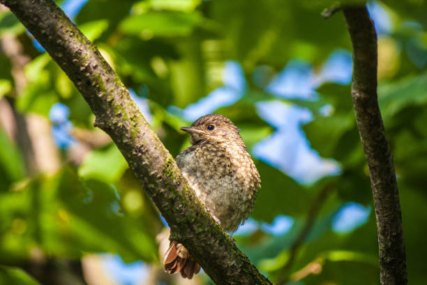 Wood bird Fieldfare on a spring lawn. Fieldfare, Turdus pilaris. Close-up of foraging parent animal collecting food.