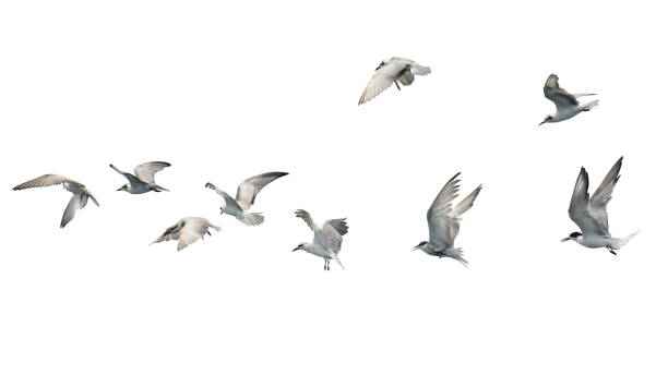 istock Flock of seagull flying isolated on white background. 2173488881