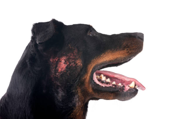 istock beauceron with hotspot 2173489909