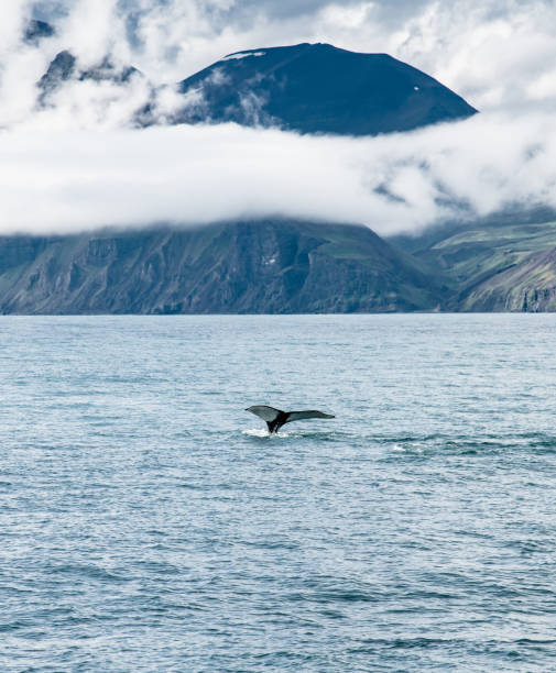 dolphins and whales in iceland