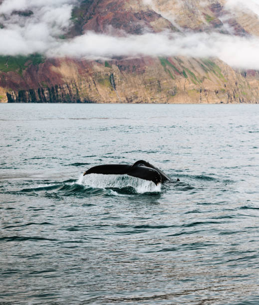 dolphins and whales in iceland