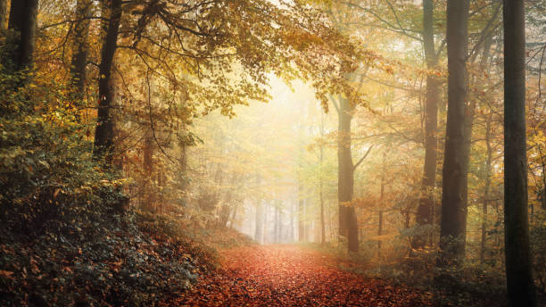istock Tranquil autumn scenery in a misty forest 2173494884
