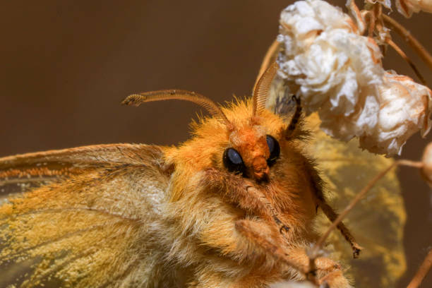 istock Yellow Moth, Close up of a moth. Night butterfly 2173495735