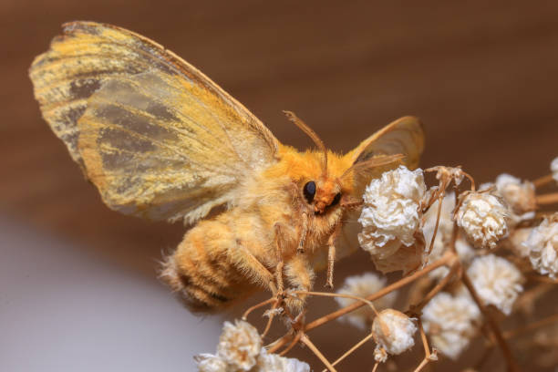 istock Yellow Moth, Close up of a moth. Night butterfly 2173495741