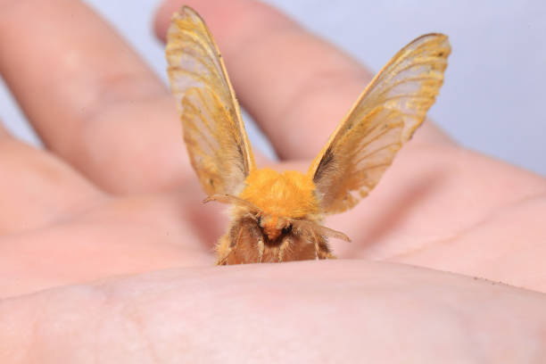 Yellow Moth, Close up of a moth. Night butterfly