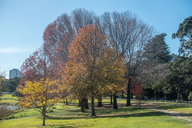 istock Autumn in the park 2173500271