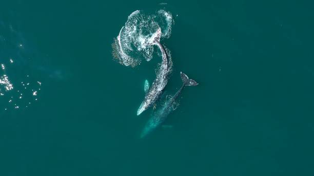 istock Two whales swimming together in the ocean 2173500879