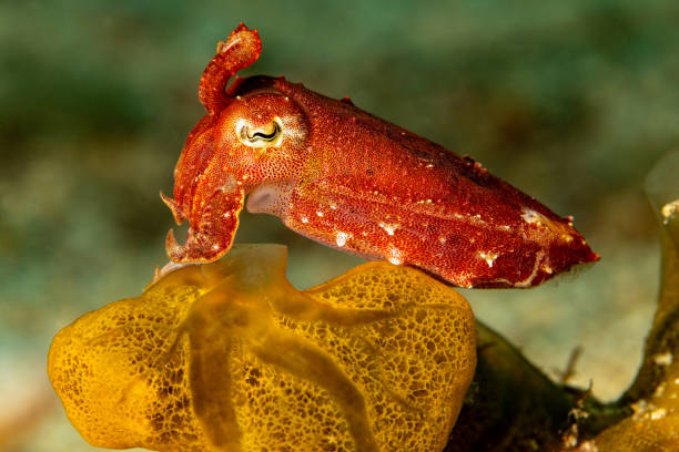 The Pharaoh Cuttlefish Sepia pharaonis lives in warm water (30°C) and is fast growing. They mate and spawn at 110 days and their life span is 240 days. They lay about 1500 eggs which take 14 days to develop at 28°C. Males are larger than females and most are larger than 1 kg. In contrary to a squid's tail fins, cuttlefish have got a fin fringe running around all of the body side. A cuttlefish moves by undulating that fringe. Additionally, the cuttlefish can use the rocket propulsion typical of all cephalopods: Water is pressed from the pallial (mantle) cavity through the hyponome or siphon (a muscular tube), which is also used to direct the propulsion. So the cuttlefish is driven backward, which it uses mainly to evade an enemy, especially on short distances. This specimen is over a sponge in the Triton Bay, Indonesia, \n43°54'41.052 S 134°7'18.204 E at 15m depth