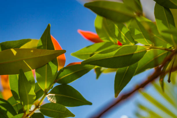 red top tree leaves seen from below against a bright blue sky background. Syzygium myrtifolium, the red lip or kelat oil, is a species of flowering plant in the family Myrtaceae. It is native to Bangladesh, Myanmar, Thailand, Peninsular Malaysia, Sumatra, Java, Borneo, and the Philippines.