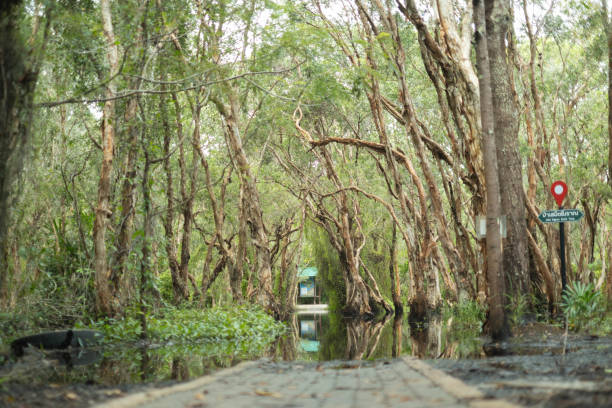 istock A signpost in the middle of a lush forest 2173501782