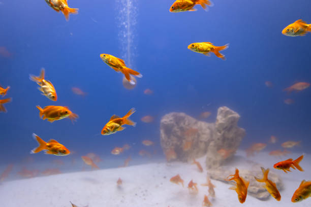 istock bunch of fish in clear blue water from different angle 2173502934