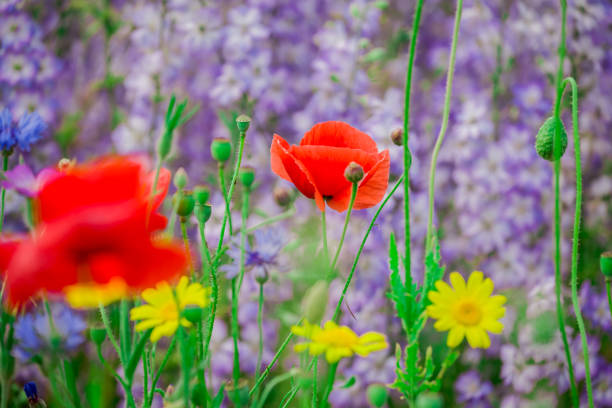 beautiful flowers growing on Confetti fields