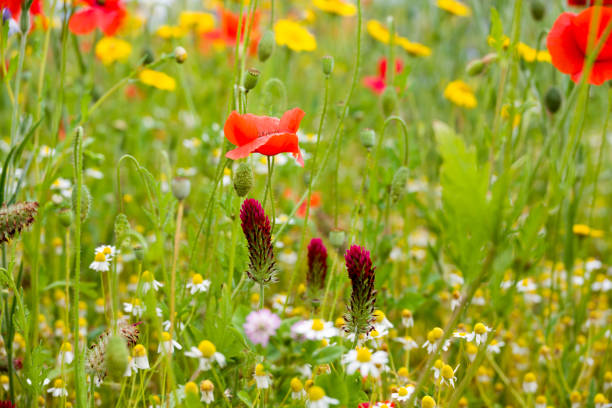 istock beautiful flowers growing on Confetti fields 2173504563