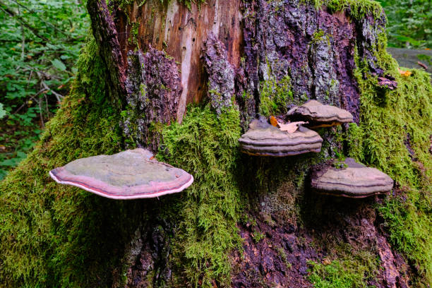 istock Deciduous tree stand with hornbeams and oaks in summer 2173504739