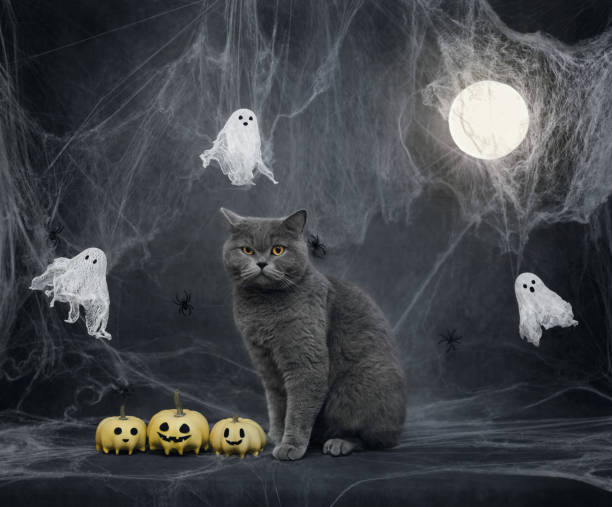 istock Funny cat on Halloween night background. British cat with ghosts, pumpkins jack, glowing moon and cobwebs on dark gray background. Copy space. 2173504961