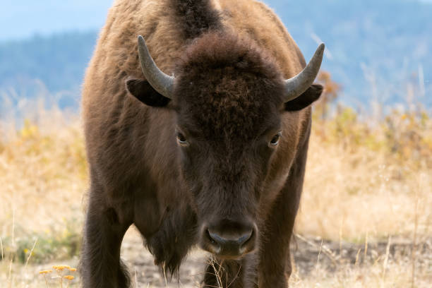 istock American bison straight on close up 2173505024
